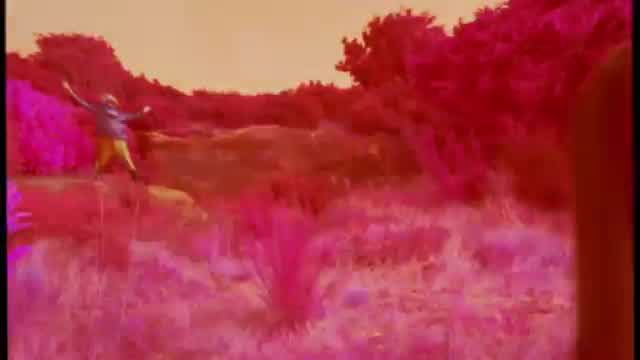 The Coral - Miss Fortune