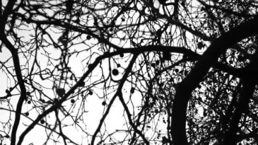 PJ Harvey - Bitter Branches